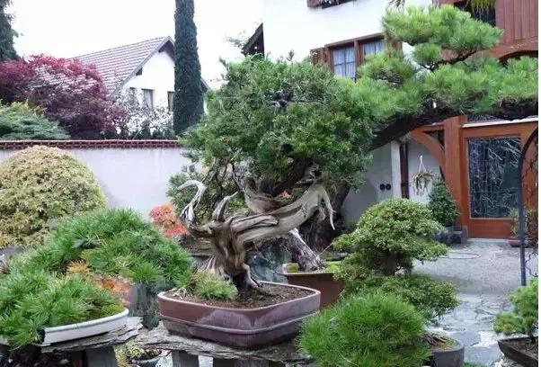 盆景——從園林中走出來的造型藝術(shù)