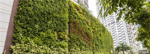 立體綠化植物墻為何這么受歡迎？