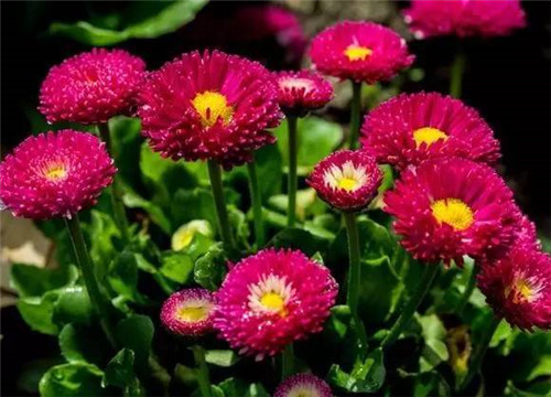 居家養(yǎng)花如何控制花卉植物的花期？