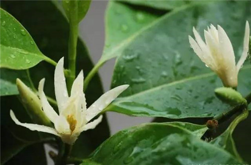居家養(yǎng)花如何控制花卉植物的花期？