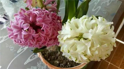 居家養(yǎng)花如何控制花卉植物的花期？