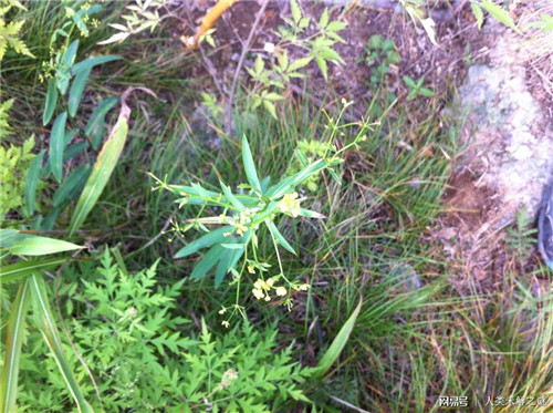 植物也會(huì)像動(dòng)物一樣爭(zhēng)奪地盤以維持生存？