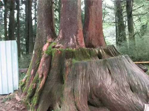 植物界的吉尼斯世界紀(jì)錄