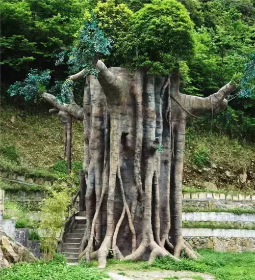 植物界的吉尼斯世界紀(jì)錄