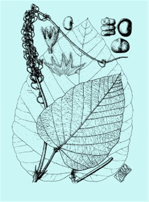植物科學(xué)畫，宜興有名家