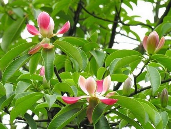 國(guó)家珍稀瀕危、Ⅲ級(jí)保護(hù)植物——紅花木蓮
