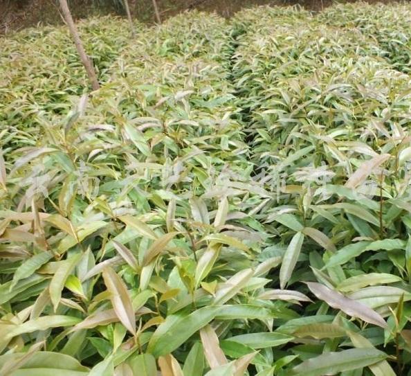 國(guó)家珍稀瀕危、Ⅲ級(jí)保護(hù)植物——紅花木蓮