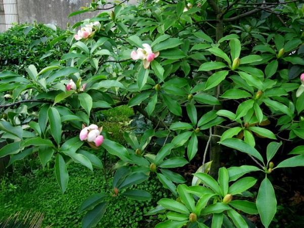 國(guó)家珍稀瀕危、Ⅲ級(jí)保護(hù)植物——紅花木蓮