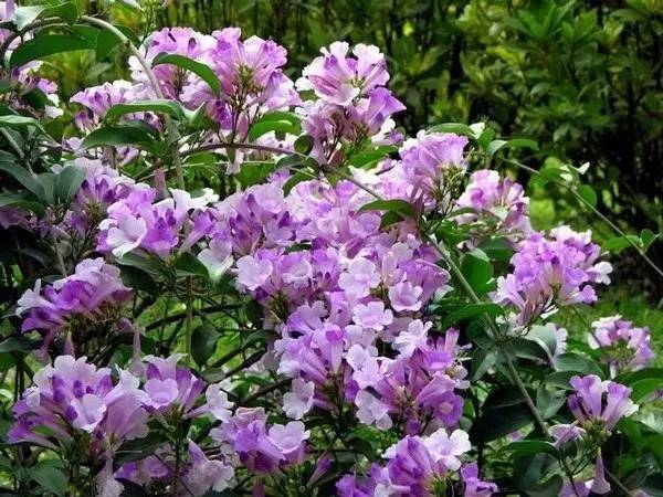 陽臺(tái)爬藤植物，這種你可能還沒種過