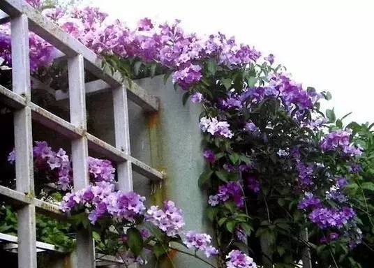陽臺(tái)爬藤植物，這種你可能還沒種過