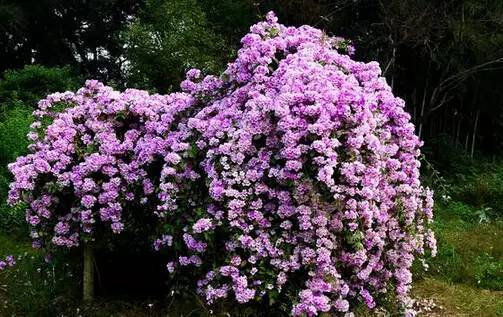 陽臺(tái)爬藤植物，這種你可能還沒種過