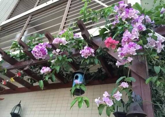 陽臺(tái)爬藤植物，這種你可能還沒種過