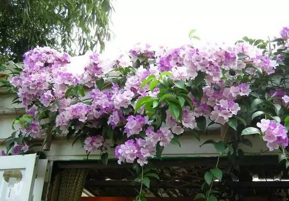 陽臺(tái)爬藤植物，這種你可能還沒種過