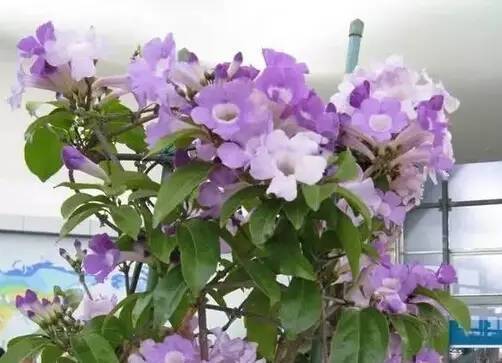 陽臺(tái)爬藤植物，這種你可能還沒種過