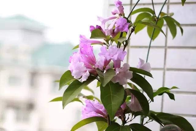陽臺(tái)爬藤植物，這種你可能還沒種過