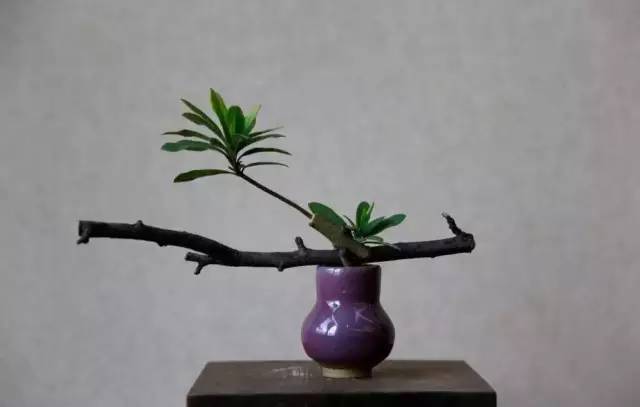 中式、日式、西式插花，最大的區別是什么？