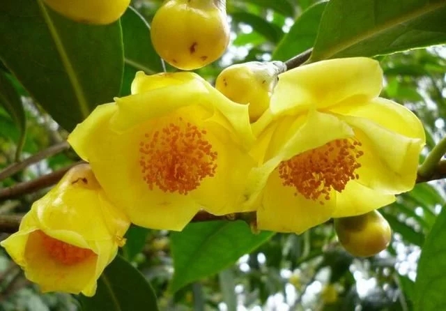 尋找發(fā)現(xiàn)國(guó)寶級(jí)珍稀植物金花茶