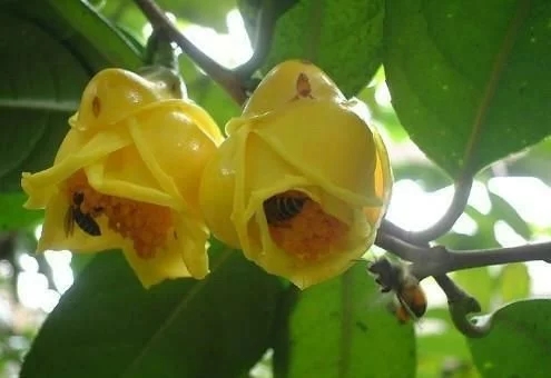 尋找發(fā)現(xiàn)國(guó)寶級(jí)珍稀植物金花茶