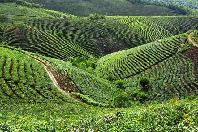 野生茶、臺地茶、喬木茶、古樹茶都是指什么