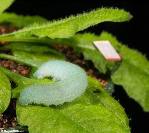 科學發(fā)現(xiàn)：植物可以聽到自己被吃掉的聲音