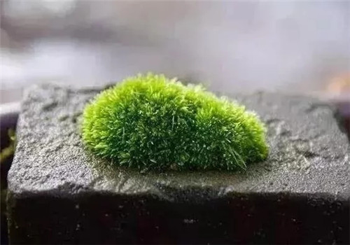 自制禪意插花，與心靈碰撞的心靈藝術