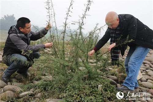 瀕危野生植物疏花水柏枝被列入專項保護(hù)