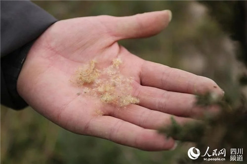 瀕危野生植物疏花水柏枝被列入專項保護(hù)