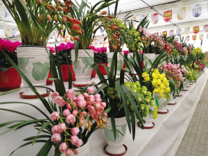 200多種花卉亮相迎春花市 新優品種集中亮相