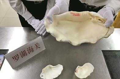 羅湖海關(guān)查獲瀕危野生動(dòng)植物上萬(wàn)件 