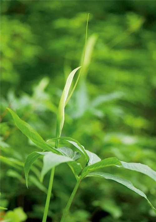 這種植物，只需要一丁點(diǎn)，讓你立馬失去知覺