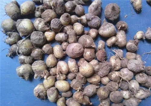 這種植物，只需要一丁點(diǎn)，讓你立馬失去知覺