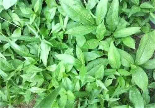 這種植物，只需要一丁點(diǎn)，讓你立馬失去知覺
