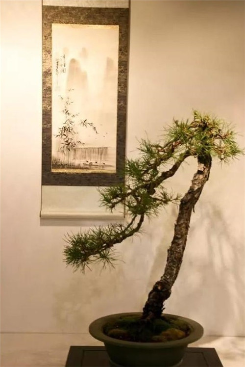美國費城的盆景與插花藝術展