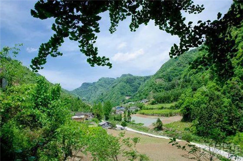 走進(jìn)千年古樹(shù)群風(fēng)景區(qū)