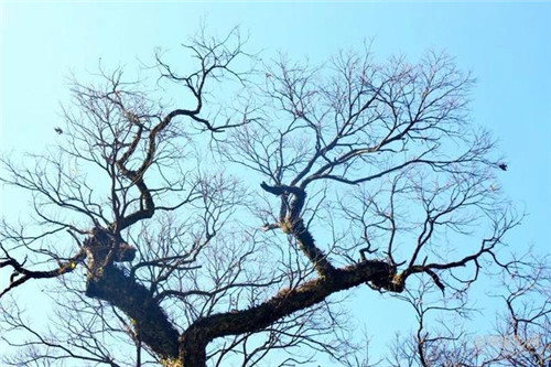 走進(jìn)千年古樹(shù)群風(fēng)景區(qū)