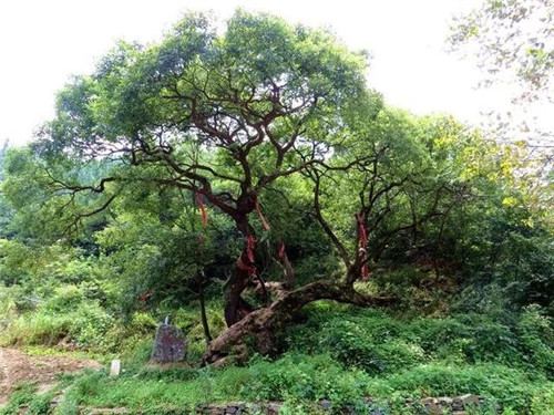 走進(jìn)千年古樹(shù)群風(fēng)景區(qū)