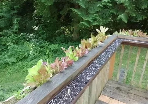 用雨水槽養(yǎng)成垂直的花園、菜園