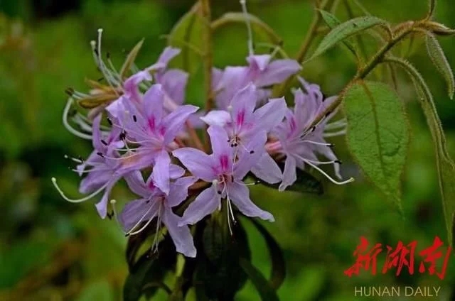 杜鵑工程技術(shù)研究中心落戶(hù)省森林植物園