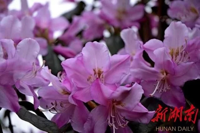 杜鵑工程技術(shù)研究中心落戶(hù)省森林植物園