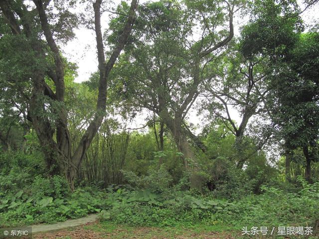 關(guān)于普洱茶古樹純料的探討