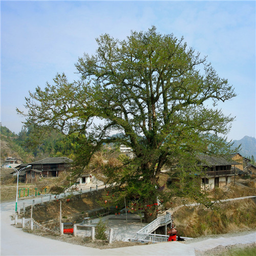 福建省12株古樹(shù)喜摘“中國(guó)最美古樹(shù)”桂冠