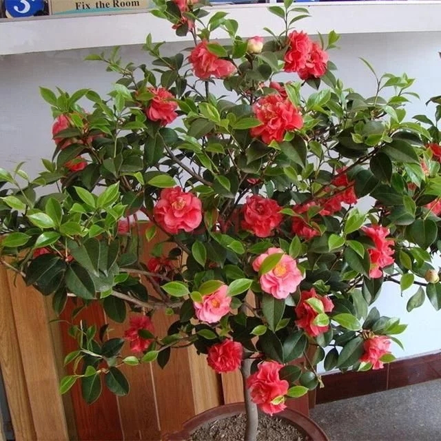 常見的旺家花卉，家里有嗎