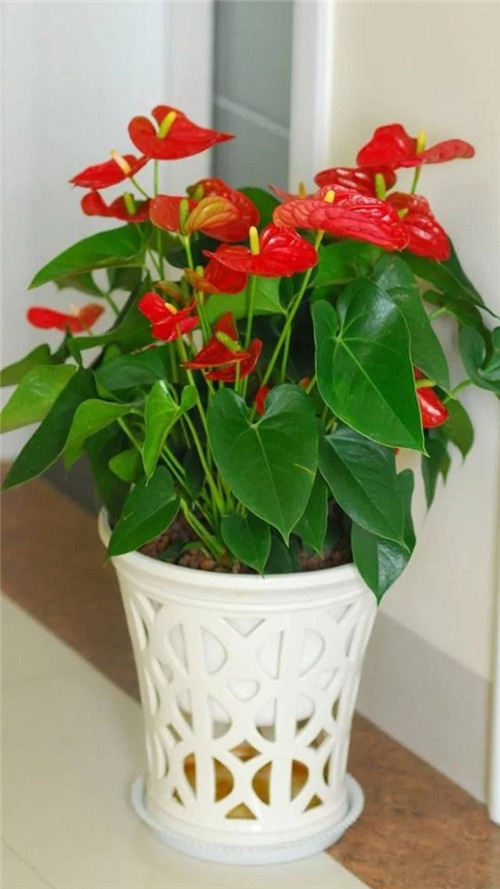 常見的旺家花卉，家里有嗎