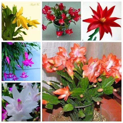 常見的旺家花卉，家里有嗎