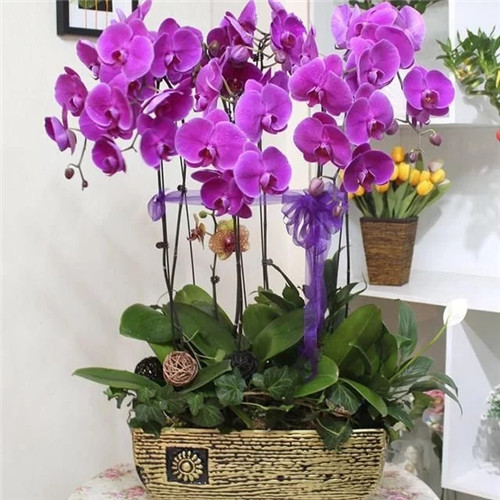 常見的旺家花卉，家里有嗎