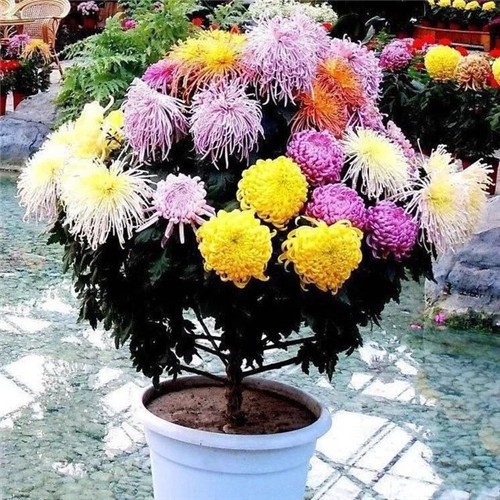 常見的旺家花卉，家里有嗎