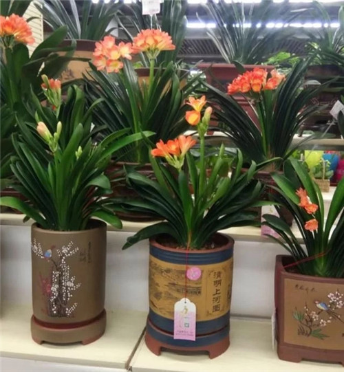 常見的旺家花卉，家里有嗎