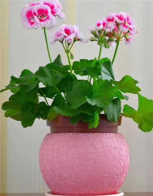 常見的旺家花卉，家里有嗎