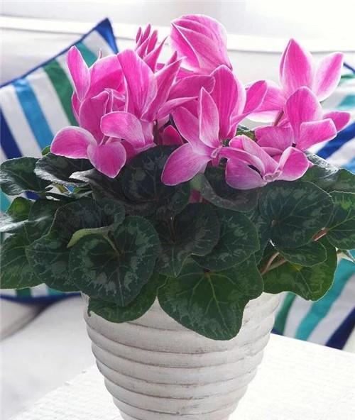 常見的旺家花卉，家里有嗎