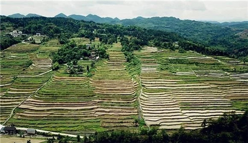酉陽(yáng)龍甲梯田：繪出醉美的大地曲線(xiàn)